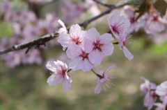 2015ゴールデンウィークのキャンプにて