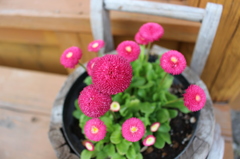 ソフトクリーム屋さんで