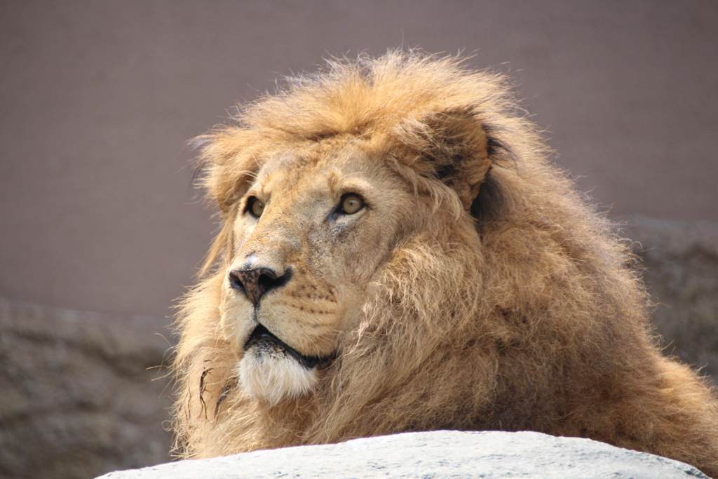 ライオンさん