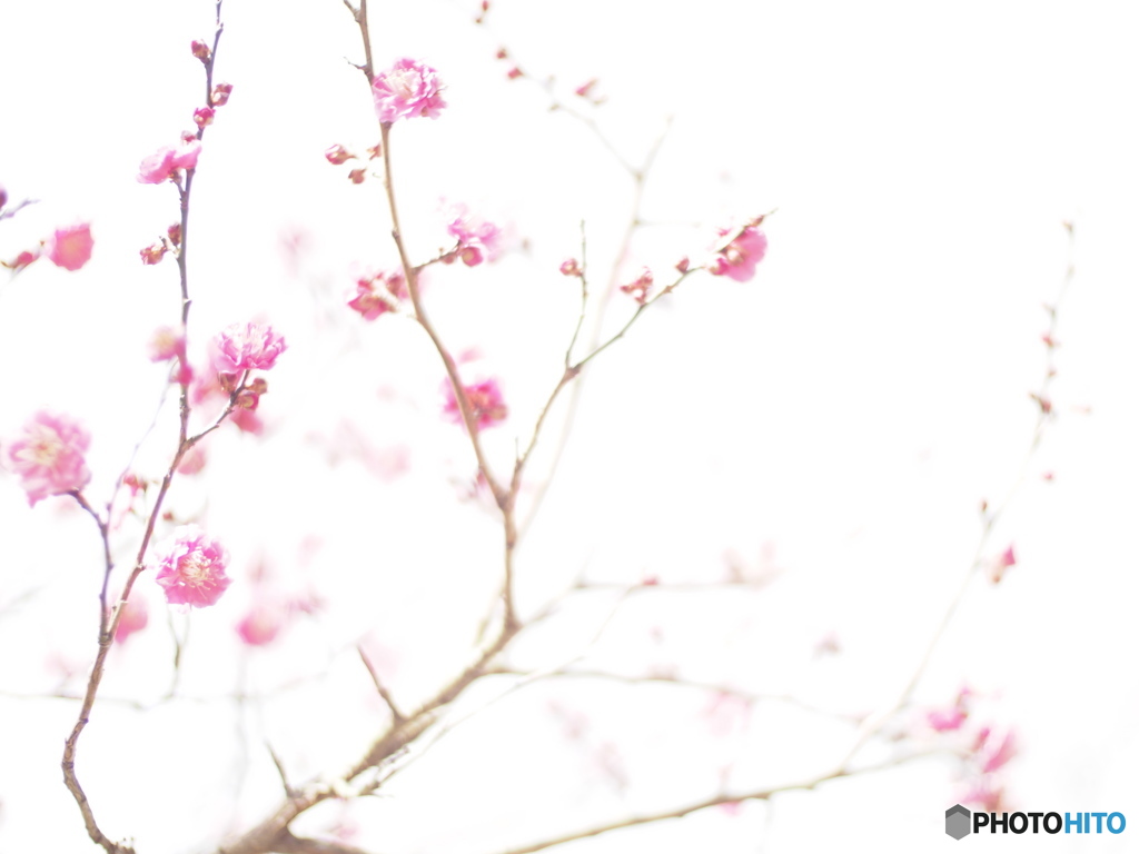 ume