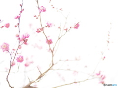 ume