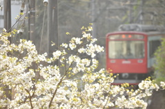 春の陽気と登山電車