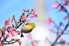 次はどの桜に移動すか？