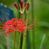蕾と曼珠沙華