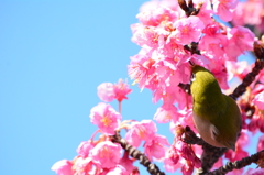 都立木場公園・メジロ