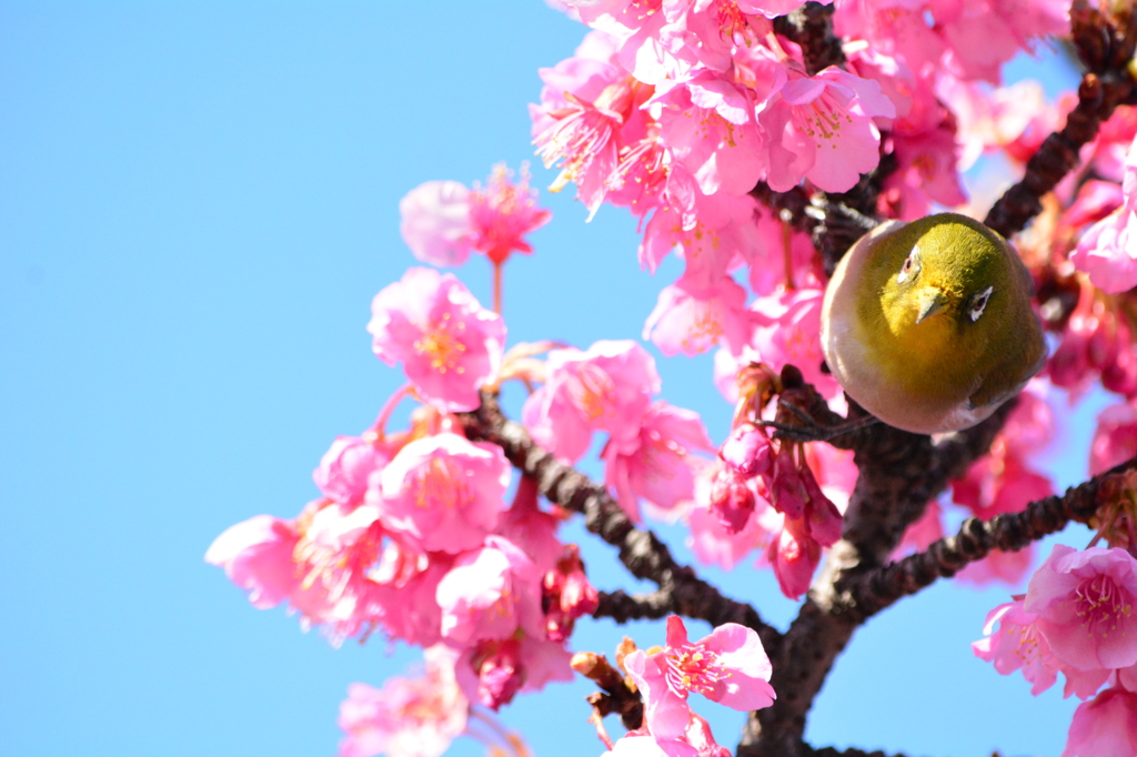 都立木場公園・メジロ