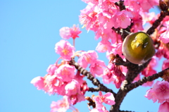 都立木場公園・メジロ