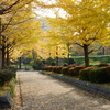 木場公園のイチョウ並木