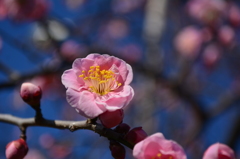 羽根木公園・紅梅