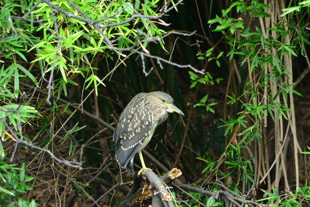 野鳥の島・アオサギ幼鳥