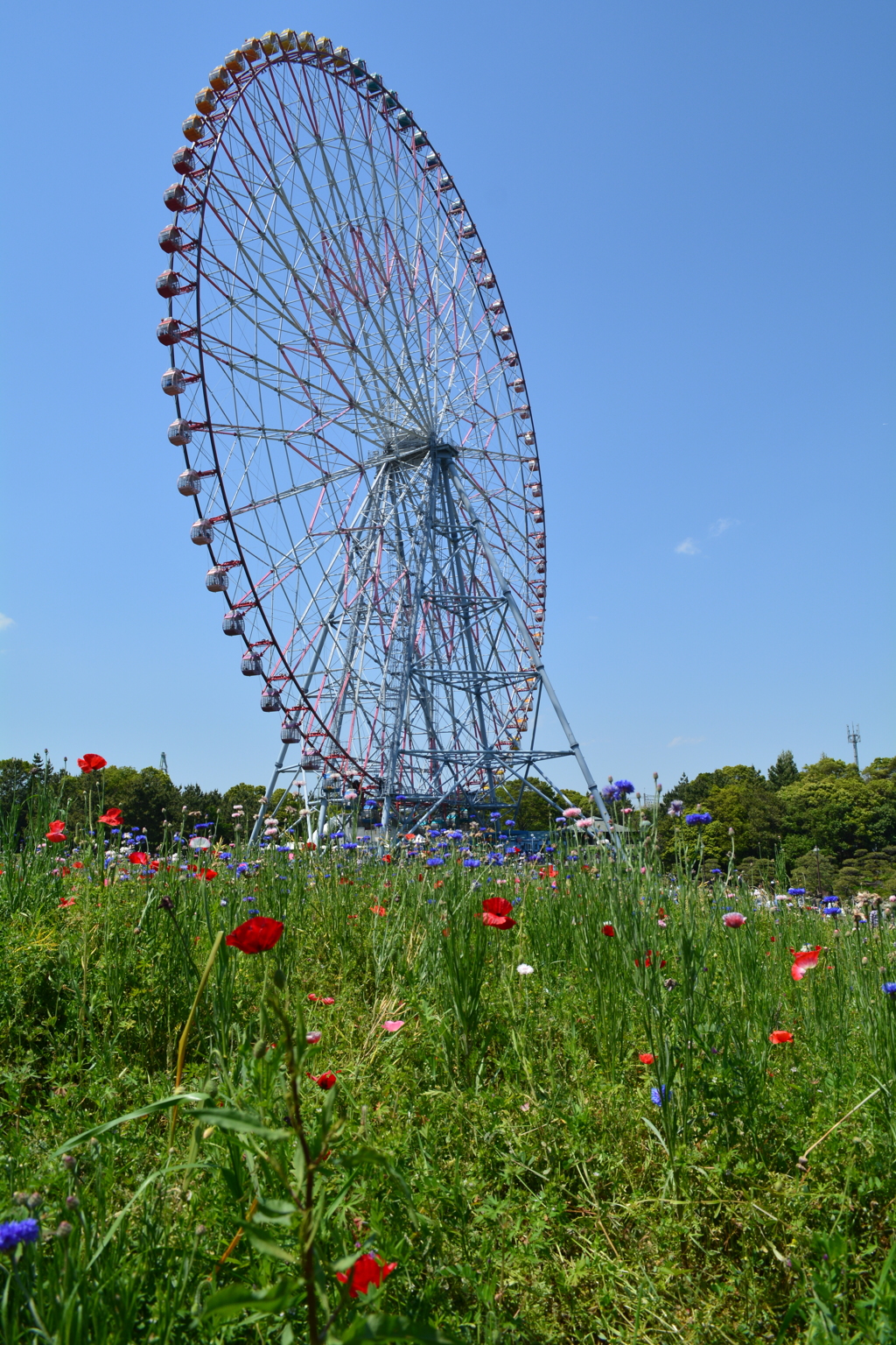 観覧車とポピー畑・矢車草