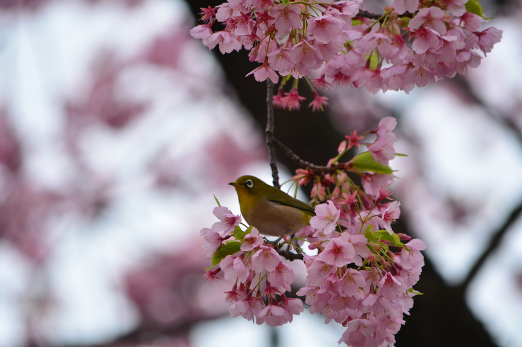 大寒桜