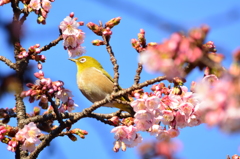 1月・寒桜・メジロ