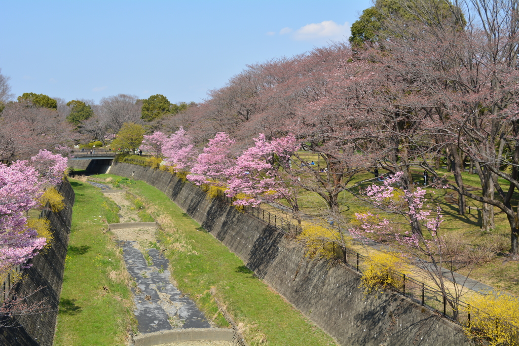 満開の風景・昭和記念公園