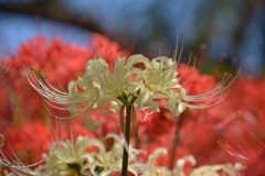 曼珠沙華・白