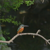 カワセミ