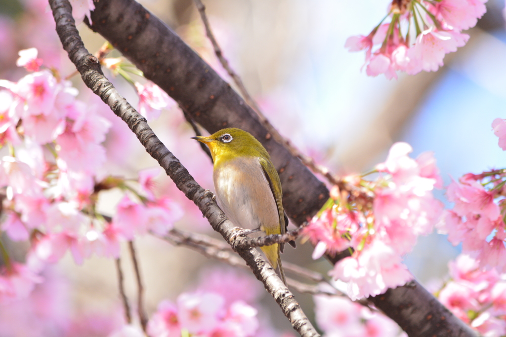 春・上野恩賜公園シリーズ3