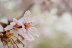 北の丸公園・雨のソメイヨシノ