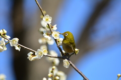 羽根木公園・メジロ