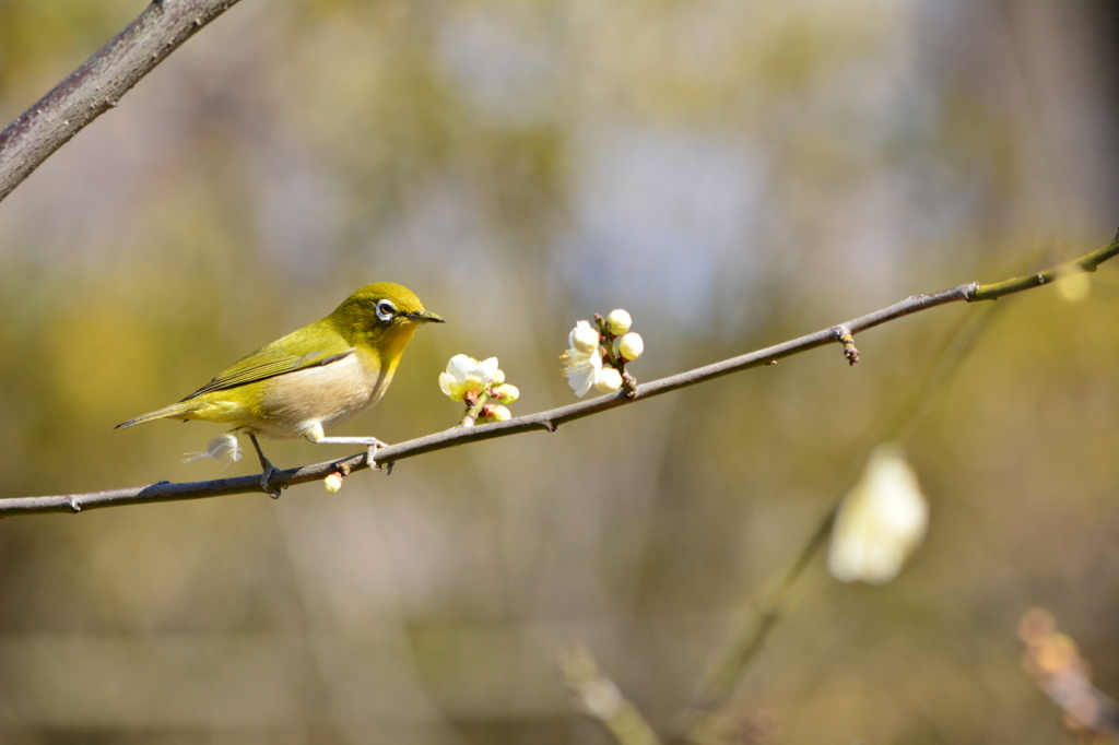 羽根木公園・メジロ