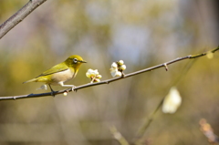 羽根木公園・メジロ