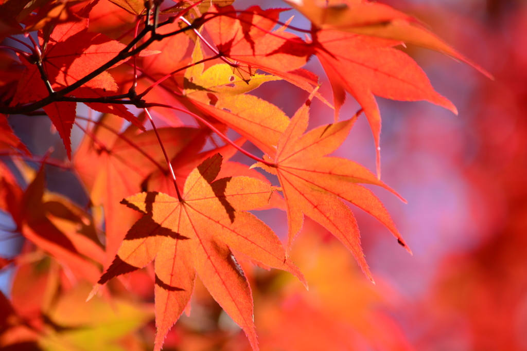 真っ赤に燃えた紅葉