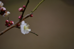 昭和記念公園・白梅