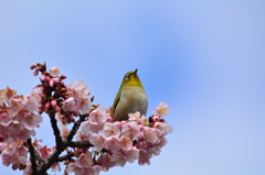 2月・寒桜・メジロ