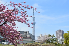 スカイツリーと八重桜