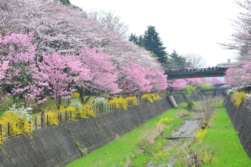 昭和記念公園・サクラ満開