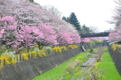 昭和記念公園・サクラ満開