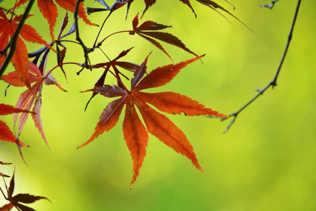 新宿御苑・紅葉・2