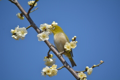 羽根木公園・メジロ