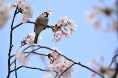食欲旺盛・ソメイヨシノ・トリ