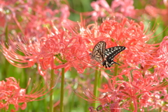 曼珠沙華・チョウ