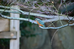 水車小屋・カワセミ