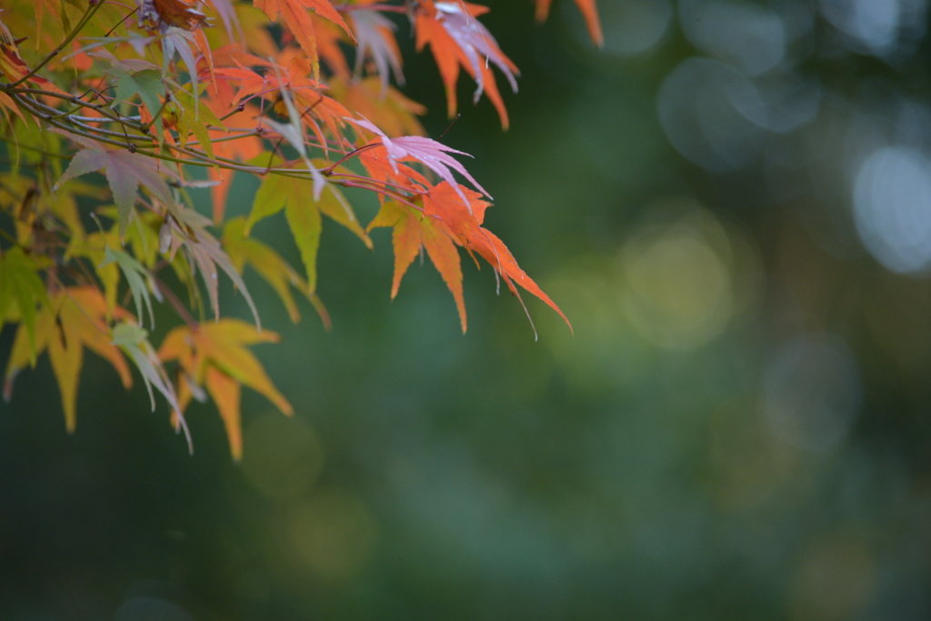 小石川後楽園・紅葉3