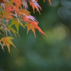 小石川後楽園・紅葉3