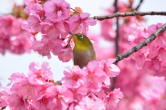 春・都立木場公園シリーズ2