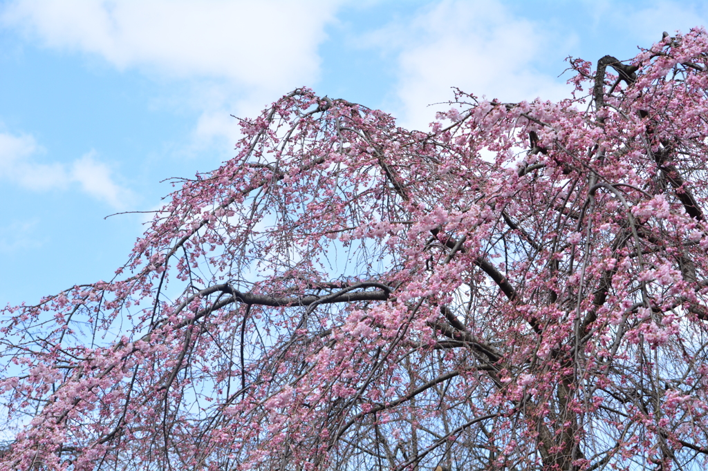 枝垂れ桜