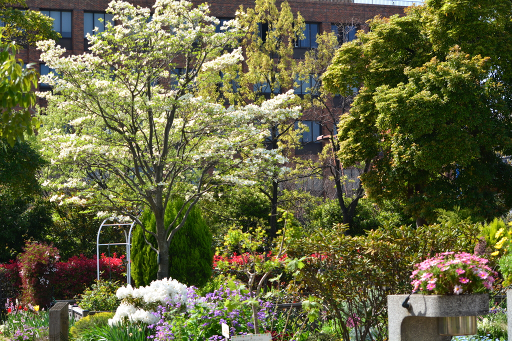 都立木場公園・花の菜園