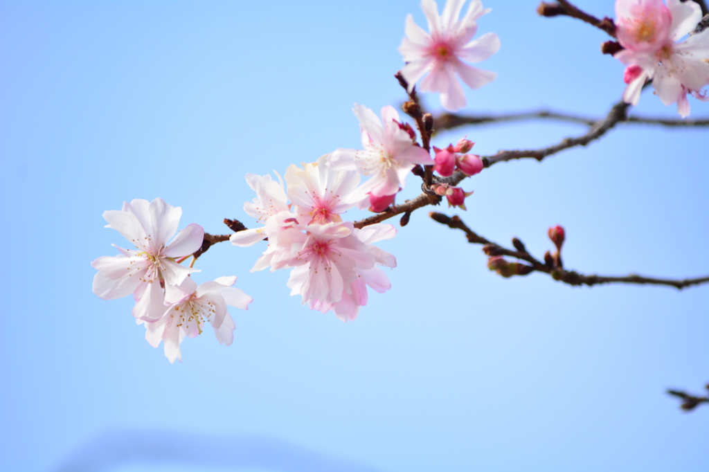 1月・上野恩賜公園・10月桜