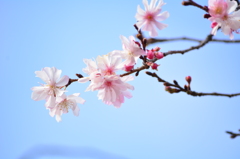 1月・上野恩賜公園・10月桜