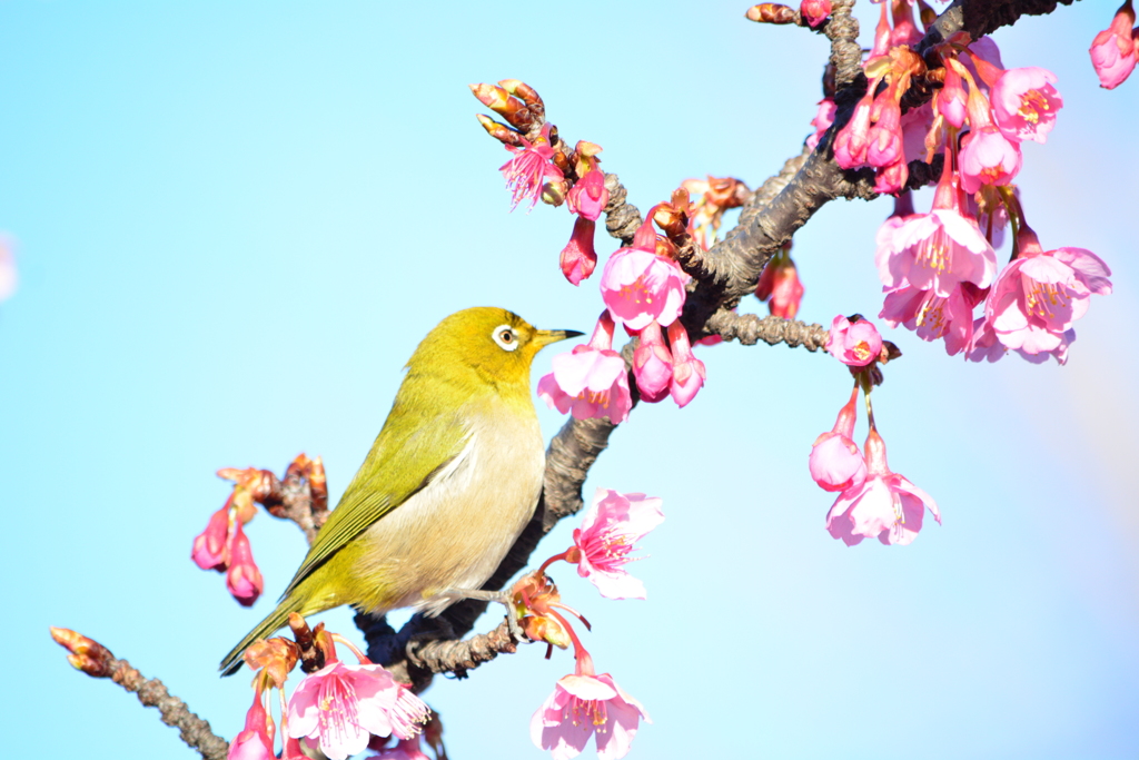 河津桜とメジロ