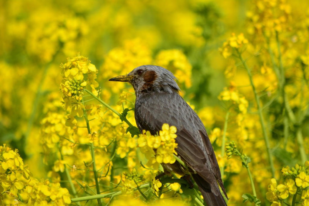 菜の花とヒヨドリ
