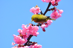 都立木場公園・メジロ