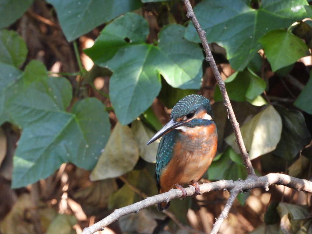 10月の野鳥の島・カワセミ