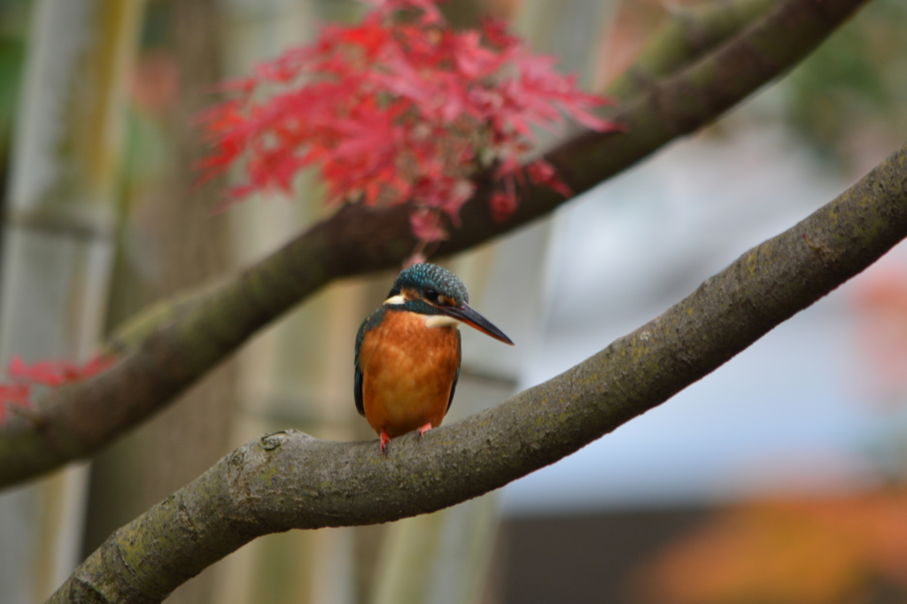 枯れモミジのカワセミ