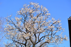 八重野梅の全景