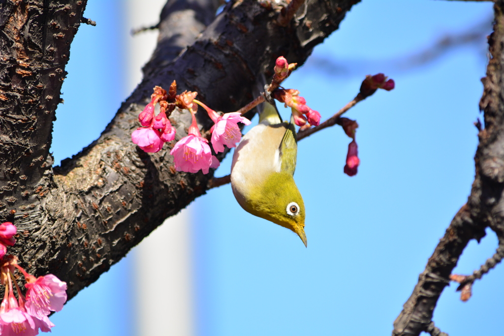 都立木場公園・メジロ